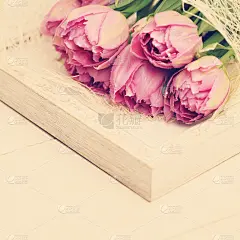 粉红色的郁金香花春天的背景