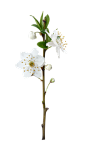 花朵免抠素材（五） - xcbwuyi6565 - wuyi