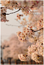 一花一世界，一叶一菩提。丨日本摄影师：jyoujo