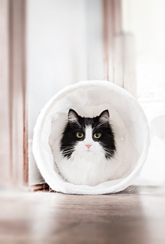 蓝草衣采集到猫
