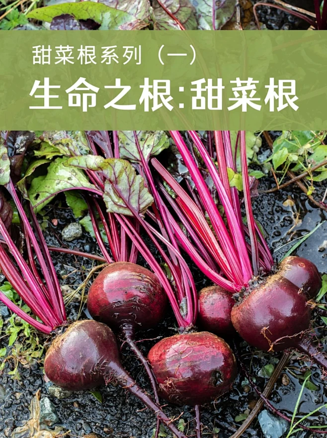 女性宝菜补血养颜利器，我迷恋上它了 - ...