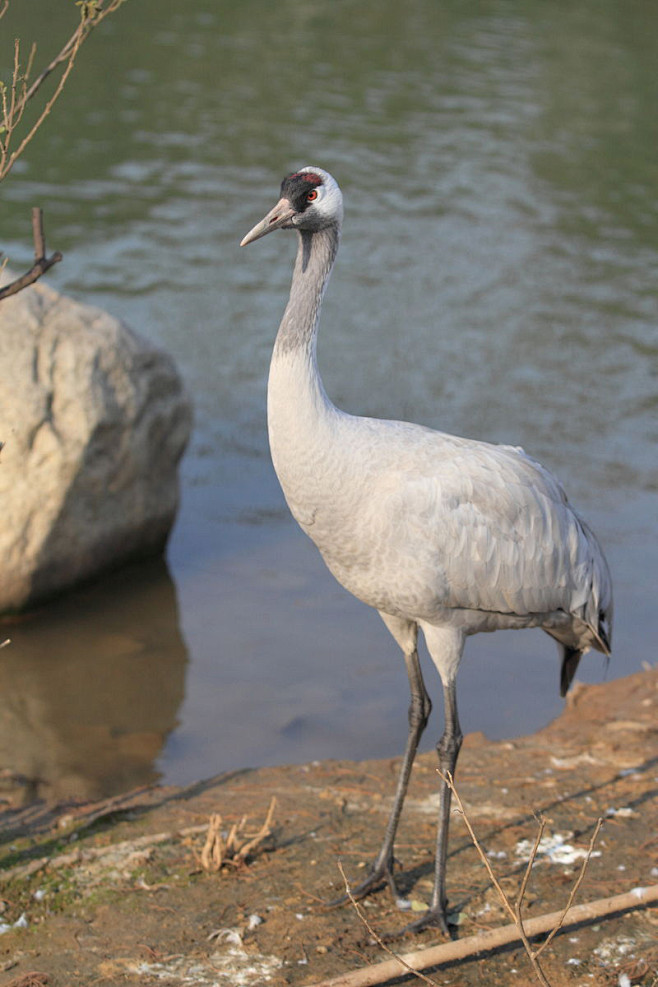鹤形目鹤科鹤属灰鹤