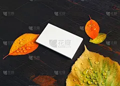 名片，秋叶
