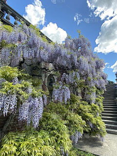 纱羽采集到花之藤