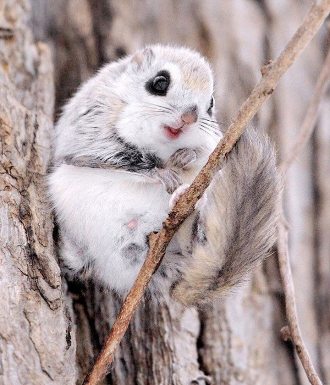 日本北海道，一只西伯利亚鼯鼠在树上玩耍，...
