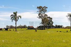 在Cerro的乡村景观Chapadão产地，内部的美洲虎城市，RS，巴西