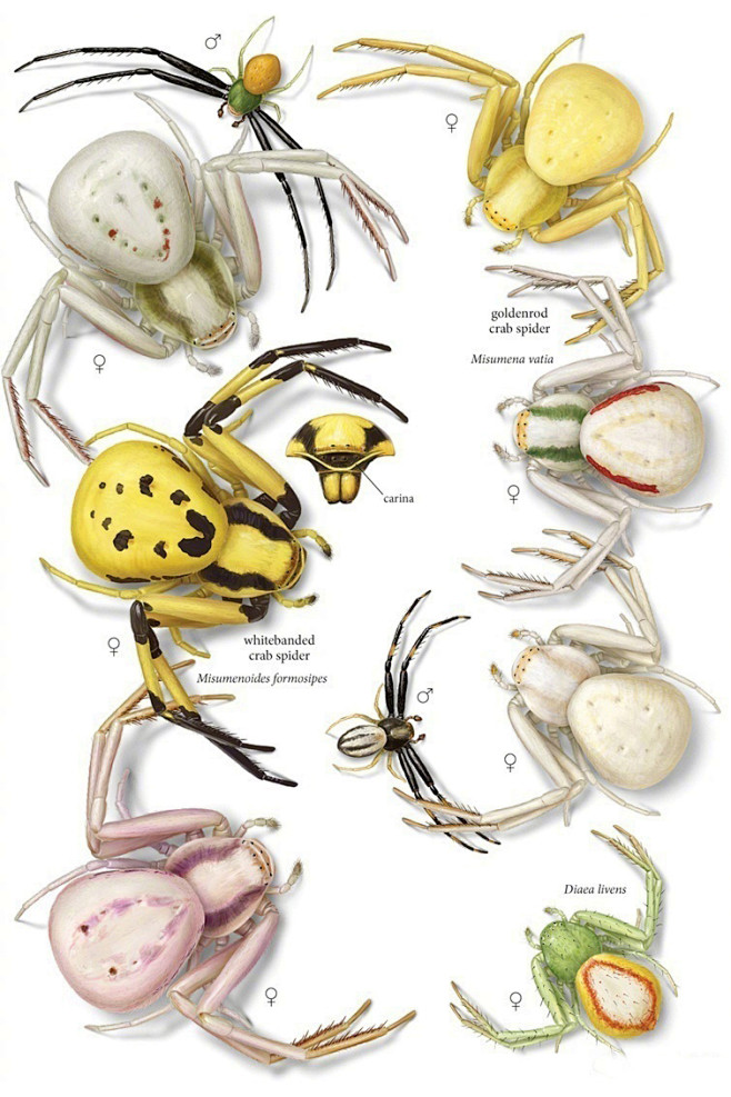 昆虫图鉴●北美蜘蛛