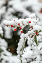 雪中南天竹 Sky bamboo in snow照片下载