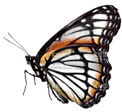 蝴蝶  - 源文件下载【酷图网】蝴蝶,蝴蝶图腾,绚丽蝴蝶,蝴蝶手绘,蝴蝶插画,抽象蝴蝶,创意蝴蝶,蝴蝶名片,蝴蝶手提袋,创意海报,高档蝴蝶,彩色蝴蝶,金蝶,彩蝶,蜕变,蝶变,动物图腾,动物手绘