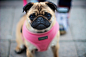 Photograph The Pug in Pink by Raj Rana on 500px