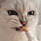 #猫咪#英短银渐层#可爱萌宠
