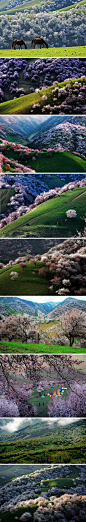 伊犁花海