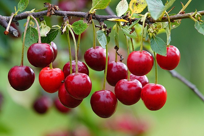 cherries-6508439_128...