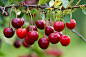 cherries-6508439_1280