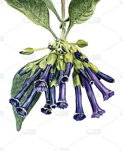 Iochroma水彩花。