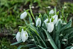 雪花莲 美丽的花朵 花卉背景 自然 花朵 花壁纸 春暖花开 植物
