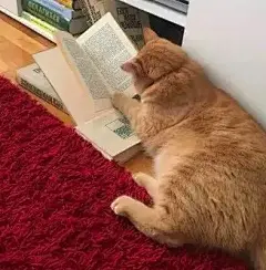 猫奴画师将网红“沙雕”猫变成插画后，又萌又可爱，成功吸粉20万！_腾讯新闻