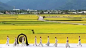 乡村文化节 : 乡村文化节,