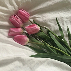 花瓣__采集到花