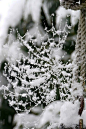 Snowy Spider Web Art: 