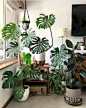 46 ideias Decoração com Plantas - plantas na decoração