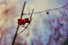 秋天的花