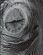 DON WORTH  1924 - 2009 Bark Detail, April 1962