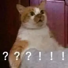 抽象猫猫表情包合集 - 小红书