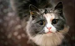  可爱萌宠猫星人桌面壁纸   #萌宠# #可爱# #优质#