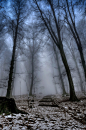薄霧的森林。 #美景# #步道#