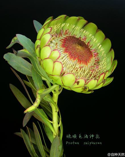 山龙眼科的海神花属（Protea）大约有...
