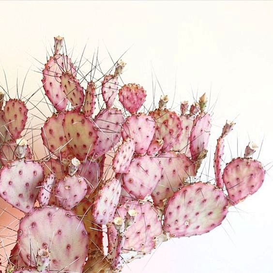 Pink cacti love: 