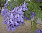 蓝花楹
这是一种来自南半球的植物，有介于蓝和紫之间的颜色，亦冷亦暖。
成片的联在道路两边，像蓬松的雾，点缀着极富梦幻感。
在这样的一条路上自驾，会觉得很幸福吧。
于澳洲 · 布里斯班
