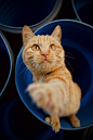 橙色的虎斑猫在蓝色的陶瓷碗