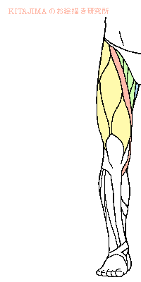 Animate丨人物动态姿势画法技能教程...