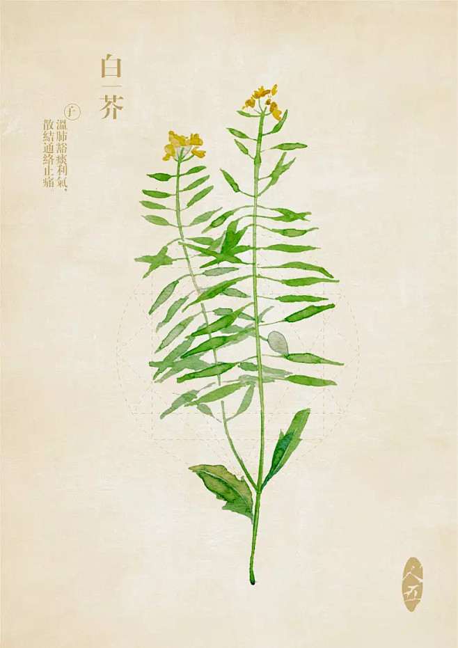 人五的相册-水彩本草-白芥