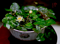 谢飞（大飞）采集到莲花