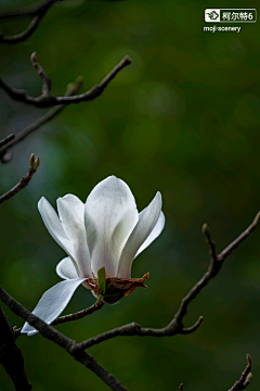 墨迹时景么么哒采集到花