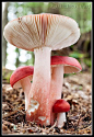 ˚Russula peckii