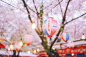 「By顺妞」关西樱花祭·你是我未偶遇那些樱花雪（300张美图，少女心一起爆炸吧）图片316,日本旅游景点,风景名胜 - 蚂蜂窝图库 - 蚂蜂窝