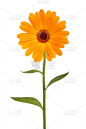 橙色,雏菊,长嘴雀鳝,茎,植物茎,垂直画幅,芳香的,无人,仅一朵花,工作室