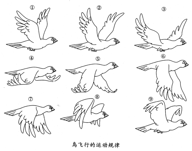 鸟飞行的运动规律-动画漫画-运动规律-喵...