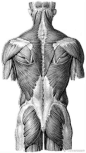 肌肉结构 ​​​​
