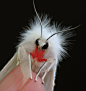 I've decided that this fabulous pink-legged tiger moth (Spilosoma latipennis) is the Cruella de Vil of moths :-).: 