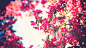 General 1920x1080 trees flowers sky filter pink flowers bokeh