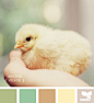 spring_chick
