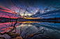 Photograph "The Tree of Destiny" by Robert Brown on 500px