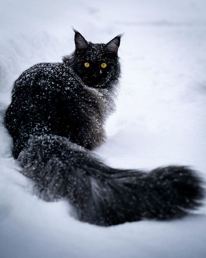 缅因猫，ins：mainecoonque...