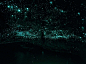 新西兰世界上著名的怀托摩萤火虫洞穴内充满了来回飞舞的萤火虫。游客们乘船穿过洞穴，可以看到一只只萤火虫在黑暗中闪烁，好像是夜空里的小星星在不停地眨眼睛
