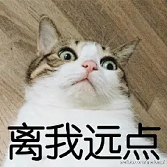 #猫咪表情包##瓜皮##萌萌# 再玩游戏我生气了！！